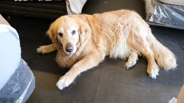 生活搖籃床墊寢具｜床墊寢具桃園